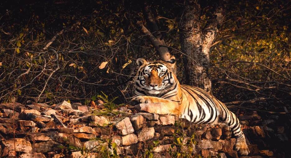 A giant male tiger at Panna National Park - Alamy