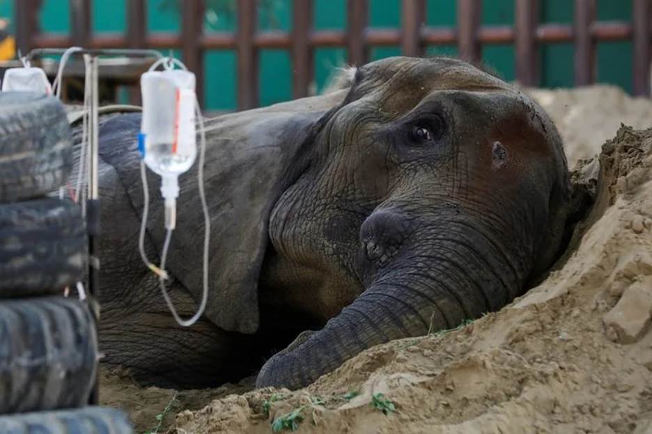 A picture containing elephant, mammal, trunk Description automatically generated