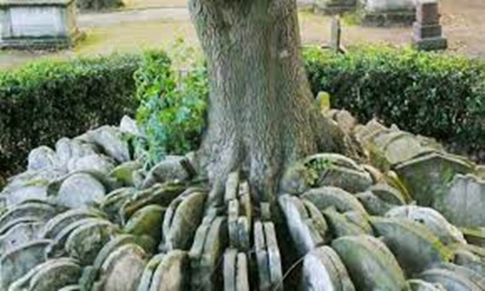 Gravestone-encircled 'Hardy Tree' falls in London | Thomas Hardy | The Guardian