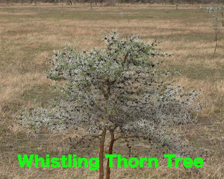 A small tree in a field Description automatically generated