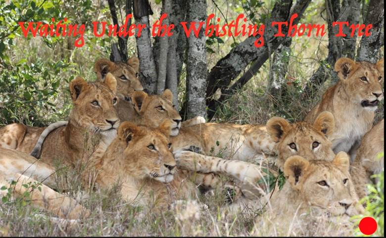 A group of lions lying in the grass Description automatically generated