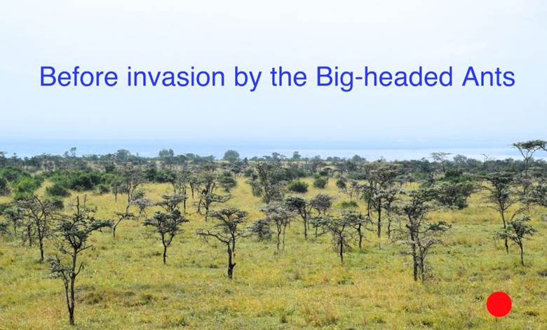 A field of trees with blue text Description automatically generated