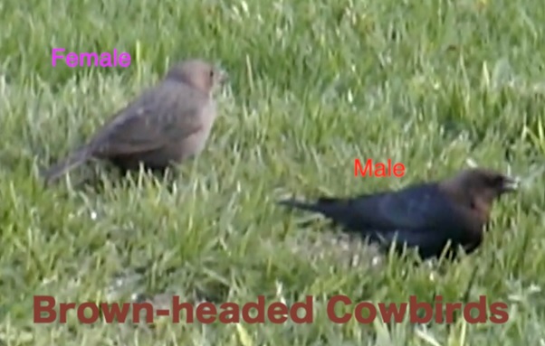 A couple of birds in the grass AI-generated content may be incorrect.