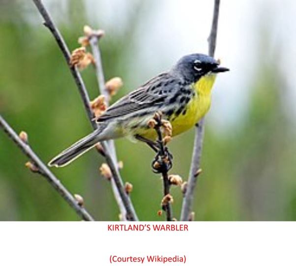 A bird sitting on a branch AI-generated content may be incorrect.