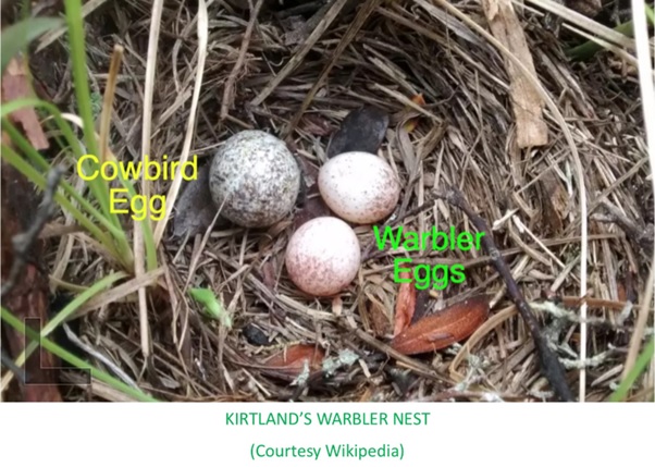 Eggs in a nest with text AI-generated content may be incorrect.