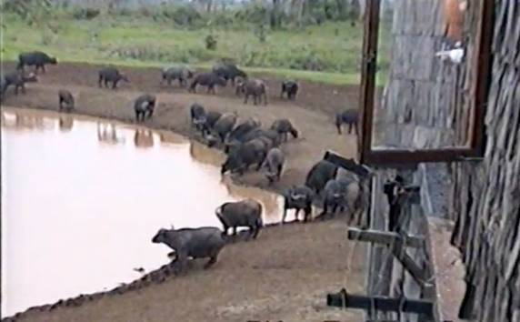 A herd of buffalo near a pond AI-generated content may be incorrect.