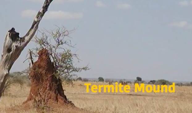 A picture containing text, outdoor, grass, sky Description automatically generated
